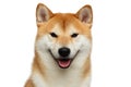 Red Shiba inu Dog on White Background