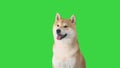 Red shiba inu puppy walking away on a Green Screen, Chroma Key.