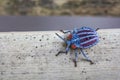 Red shield bug on nature background Royalty Free Stock Photo