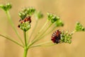 Red shield bugs sits on a green flower Royalty Free Stock Photo