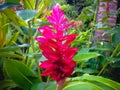 Red Blooming Crepe Ginger Flower Or Cheilocostus Speciosus In The Garden Royalty Free Stock Photo