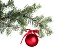 Red shiny Christmas ball on fir tree branch against white background Royalty Free Stock Photo