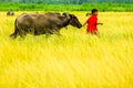Red shirt boy leading a buffalo in rice farm