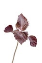 Red shiso herb Royalty Free Stock Photo