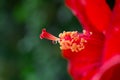 Red Shoe Flower closeup at pollen