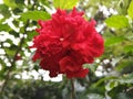 Red shoe flower in the garden, Thailand