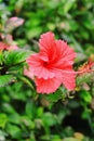 Red shoe flower