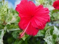 The Red shoeflower with leaf Royalty Free Stock Photo