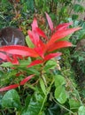 red shoot ornamental plant 2 Royalty Free Stock Photo