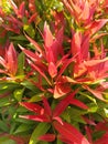a red shoot plant with the scientific name Syzygium australe which grows in the yard?