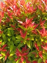 a red shoot plant with the scientific name Syzygium australe which grows in the yard?