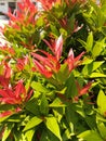 a red shoot plant with the scientific name Syzygium australe which grows in the yard?