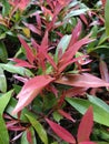 Red shoots or pucuk merah (Syzygium myrtifolium) are anti-pollution plants.