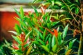 Red shoots or red shoots Leaf (Syzygium myrtifolium) Royalty Free Stock Photo