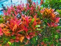 Red shoots or syzygium myrtifolium