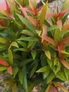 Red shoots (Syzygium oleana) is a herbaceous plant with evergreen leaves,