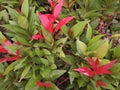 Red shoots or Syzygium oleana are plant species known as ornamental plants, Pucuk Merah