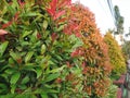 Red shoots or Syzygium oleana are plant species known as ornamental plants, Pucuk Merah