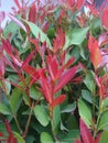 Red shoots or Syzygium oleana are plant species known as ornamental plants, Pucuk Merah