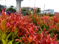 Red shoots (Syzygium oleina)
