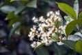 Red shoots tree flowers, Syzygium myrtifolium