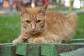 Red shorthair cat with green eyes is resting on the bench and watching. Green eyed big domestic pet.  Animal on the city street Royalty Free Stock Photo