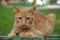 Red shorthair cat with green eyes is resting on the bench and watching. Green eyed big domestic pet.  Animal on the city street Royalty Free Stock Photo