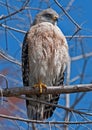 Red Shoulder Hawk Royalty Free Stock Photo