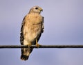 Red Shoulder Hawk in the Everglades Royalty Free Stock Photo