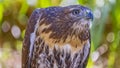 Red shoulder hawk Royalty Free Stock Photo