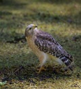 Red Shoulder Hawk on ground looking up