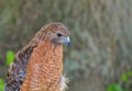 Red Shoulder Hawk looking down