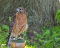 Red Shoulder Hawk looking at me with other eye