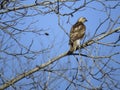 Red Shoulder Hawk Perched in Tree