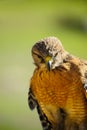 Red Shoulder Hawk Royalty Free Stock Photo