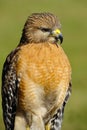 Red Shoulder Hawk Royalty Free Stock Photo