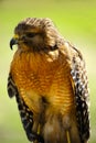 Red Shoulder Hawk Royalty Free Stock Photo