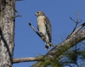 Red Shoulder Hawk Royalty Free Stock Photo