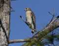 Red Shoulder Hawk