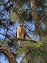 Red shoulder hawk setting on tree branch Royalty Free Stock Photo