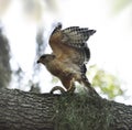 Red-shoulder Hawk With Snake Royalty Free Stock Photo