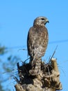 Red shoulder hawk in tree top