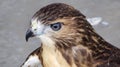 Red shoulder hawk Royalty Free Stock Photo