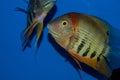 Red Shoulder Severum