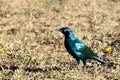 Red-shouldered glossy bird starling