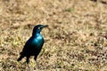 Red-shouldered glossy bird with yellow eye