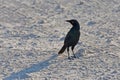 Red-shouldered glossy starling lamprotornis nitens in the Etosha National Park in Namibia Royalty Free Stock Photo