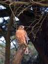 Red-shouldered hawk.
