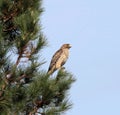 Red Shouldered Hawk Royalty Free Stock Photo