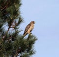 Red Shouldered Hawk Royalty Free Stock Photo
